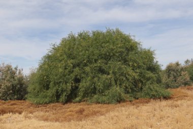 Büyük Çöl Söğüt Ağacı (chilopsis linearis)