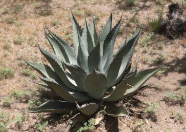 Agave Titanota (tebeşir agave) (yüzyıl bitkisi))