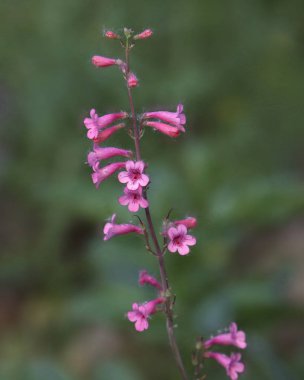 Çöl Penstemonu Çiçekleri (penstemon pseudospectabilis)