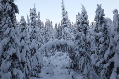Wedgewood Vahşi Yaşam Sığınağı, Fairbanks, Alaska 'da Kış Harikalar Diyarı
