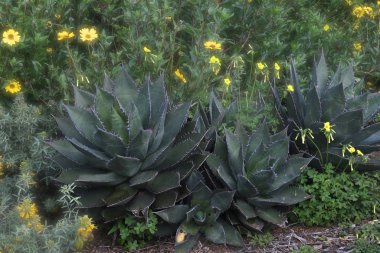 Üç agave titanota bitkisi (tebeşir agave)