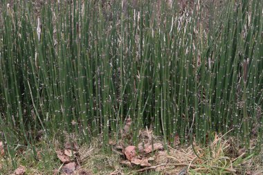 At Kuyruğu Reed Çimeni (eşkenar dörtgen hyemale))