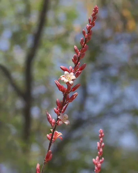 Singolo Albero Yucca Rossa Con Fiori — Foto Stock