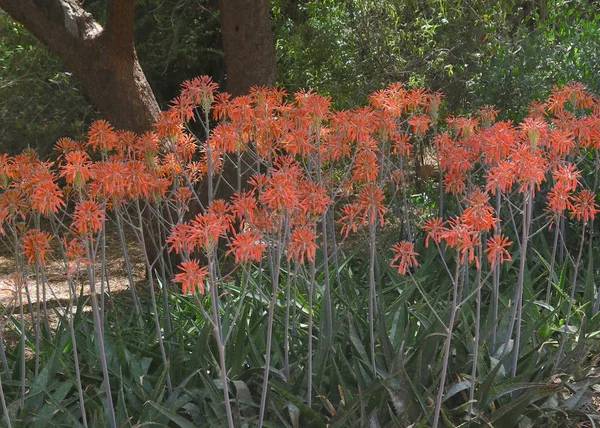 Turuncu Aloe Vera Çiçekleri Ormanı — Stok fotoğraf
