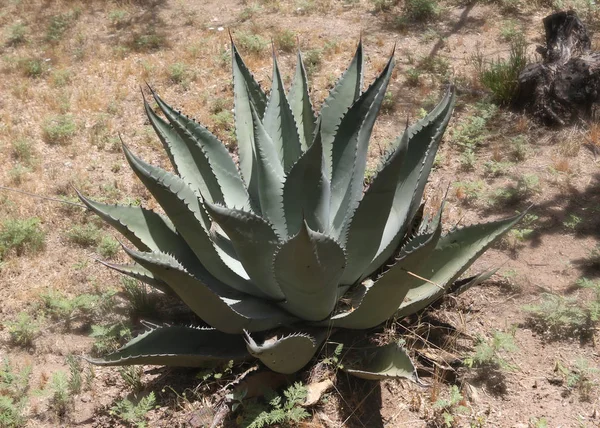 Agave Titanota Agave Craie Plante Siècle — Photo