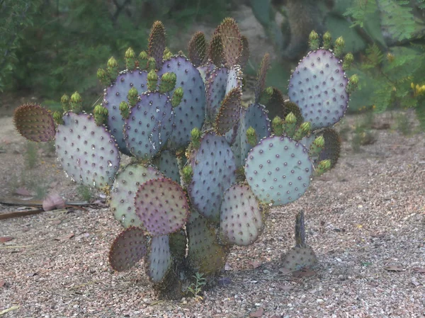 Fialový Pichlavý Hruškový Kaktus Opuntia Macrocentra — Stock fotografie
