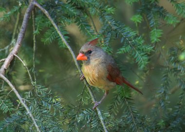 Kuzey Kardinali (kadın) (Kardinaller))