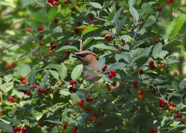 Çilek çalılığında Cedar Waxwing (bombycillaa cedrorum)