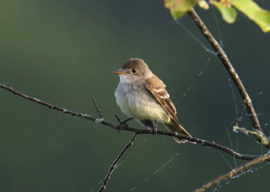Acadian Flycatcher (empidonax virescens)