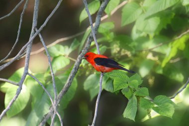 Kızıl Tanger (erkek) (piranga olivacea))