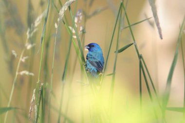Indigo Bunting (erkek) (yolcu siyanesi))