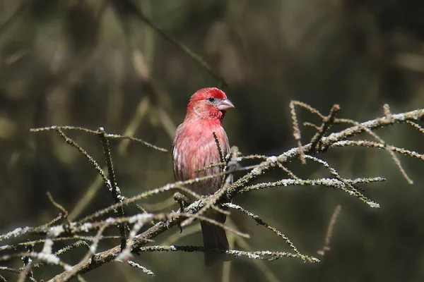 House Finch Male Haemorhous Mexicanus — Stock Photo, Image