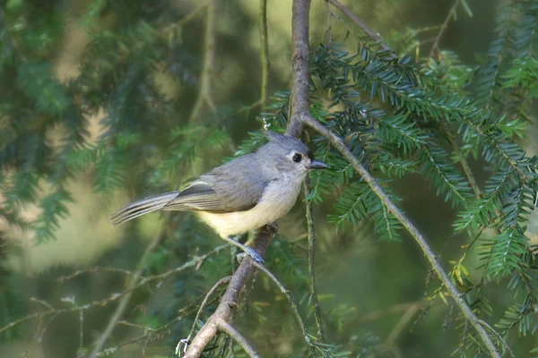 Titmouse Baeolophus Bicolor — стоковое фото