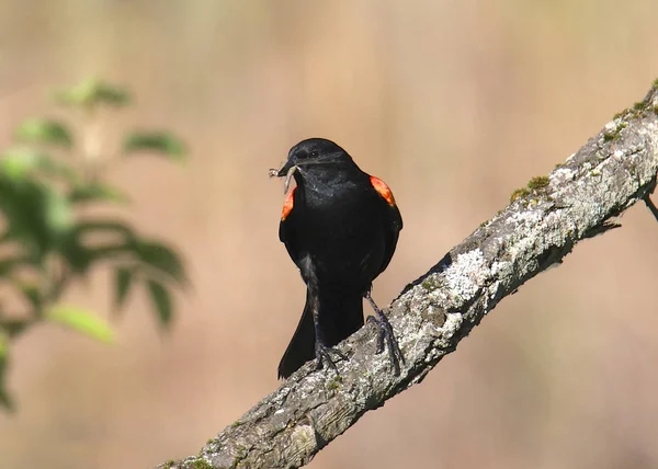 Amsel Männchen Mit Einem Insekt Schnabel Agelaius Phoeniceus — Stockfoto