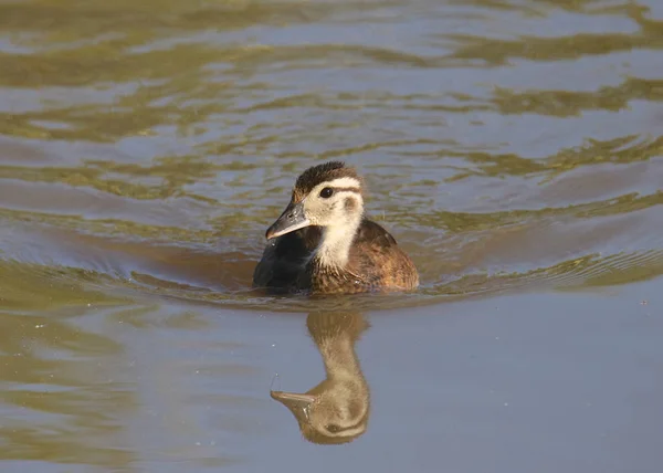 Canard Noir Femelle Anas Rubripes — Photo