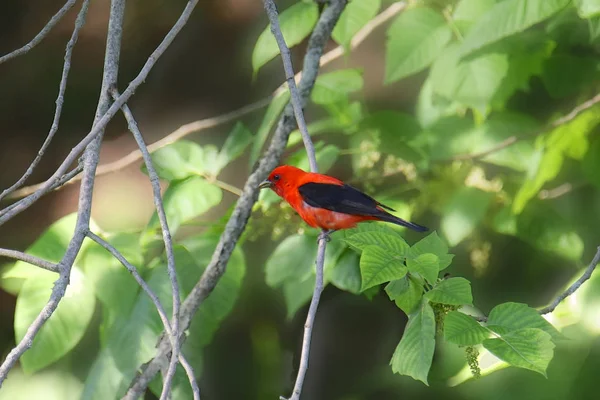 Scarlet Tanager Male Piranga Olivacea — Stock Photo, Image