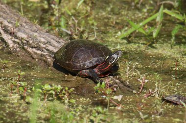 Boyalı Kaplumbağa (chrysemys picta)