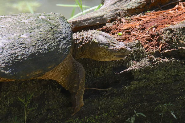 Common Snapping Turtle Chelydra Serpentina — Stock Photo, Image