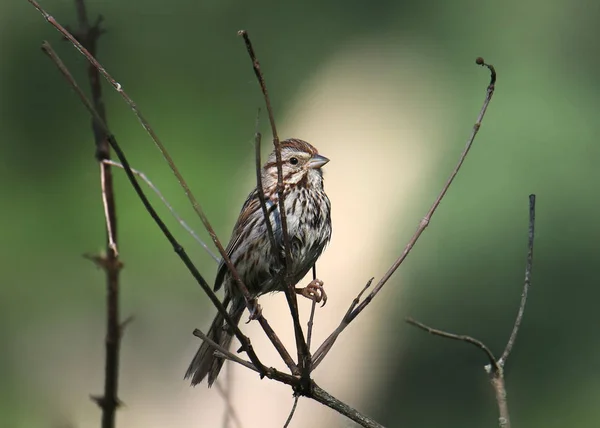 Song Sparrow Meloszféra Melodia — Stock Fotó