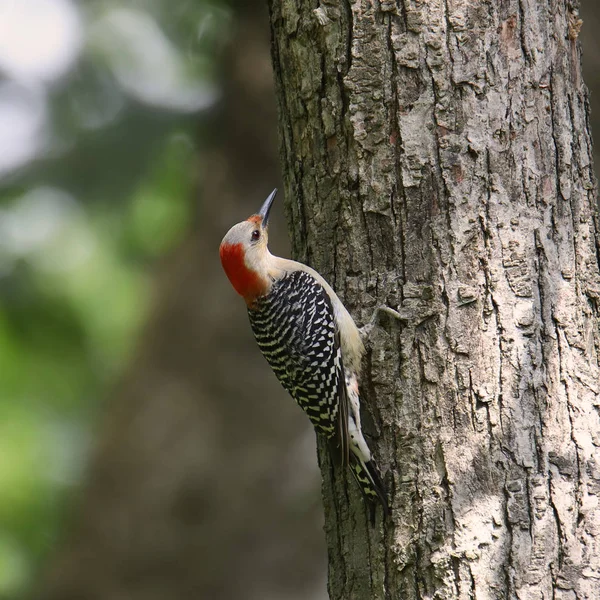 Rotbauchspecht Weibchen Melanerpes Carolinus — Stockfoto