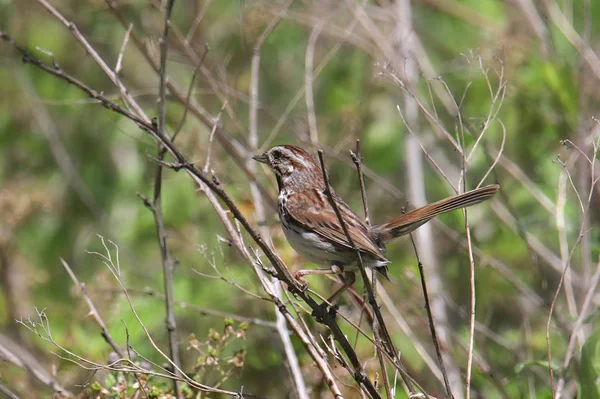 Song Sparrow Meloszféra Melodia — Stock Fotó