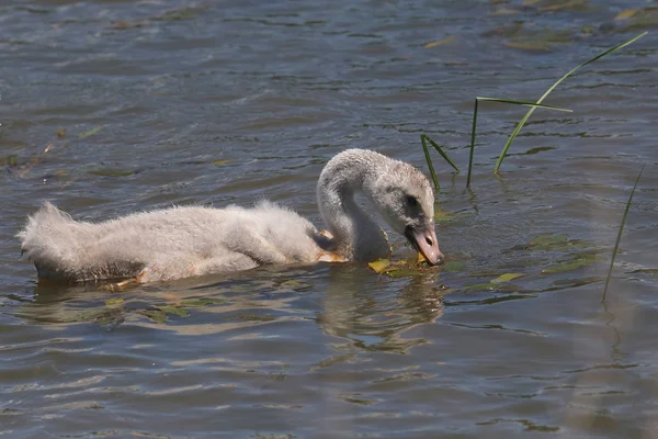 Trumpetarsvan Ungfisk Cygnus Buccinator — Stockfoto