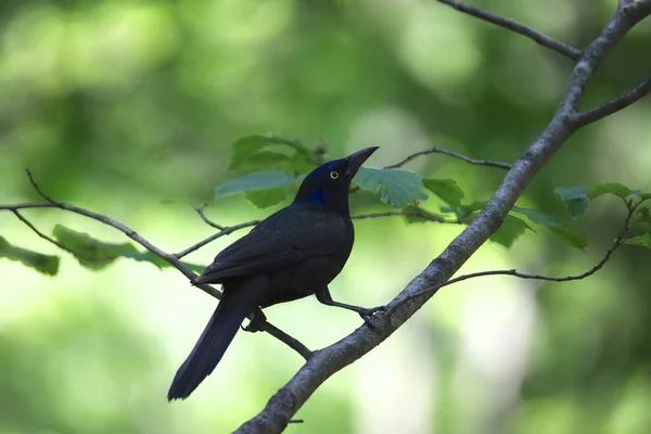 Common Grackle Male Quiscalus Quiscula Stock Photo