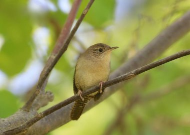 Wren Hanesi (troglodit aedon))