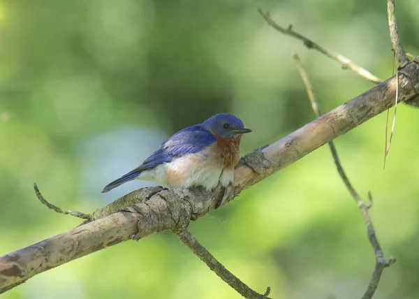 Pájaro Azul Del Este Hembra Sialia Sialis — Foto de Stock