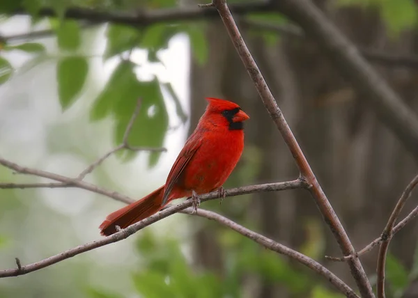 Nordkardinal Hane Cardinalis Cardinalis — Stockfoto