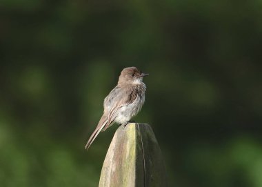 Eastern Phoebe (sayronis phoebe)