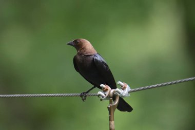 Kahverengi başlı Cowbird (erkek) (molothrus ater))
