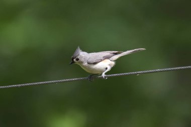 Tepeli baştankara (Baeolophus bicolor)