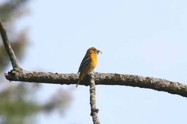 Baltimore Oriole (female) (icterus galbula) with a worm in it's beak