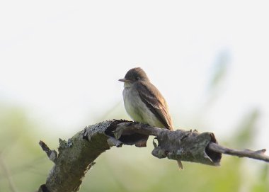 Acadian Flycatcher (empidonax virescens)