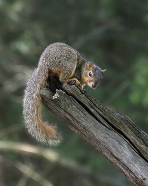 Doğu Gri Sincap (Sciurus carolinensis)