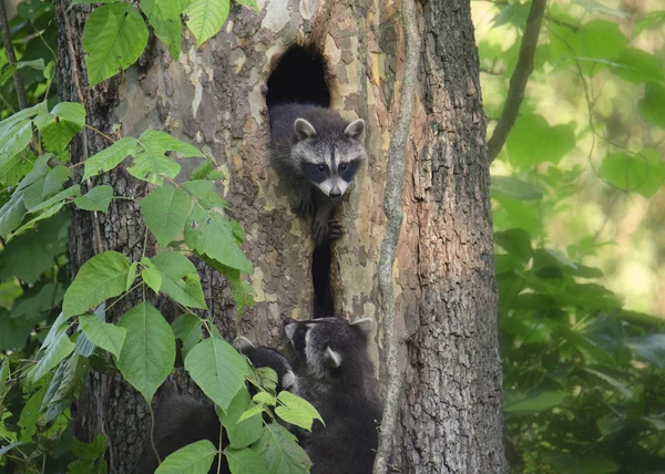 Three juvenile raccoons climbing in and out of hollow tree trunk (procyon lotor)