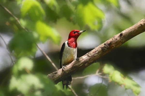 Red Headed Woodpecker Melanerpes Erythrocephalus — Stock Photo, Image