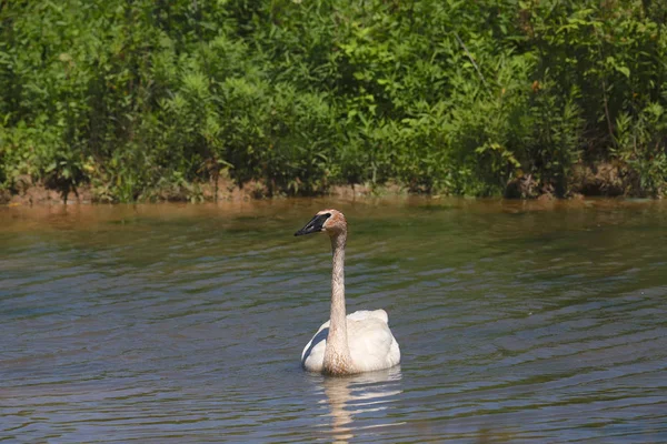 Trumpetarsvan Cygnus Buccinator — Stockfoto