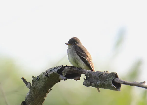 Acadische Vliegenvanger Empidonax Virescens — Stockfoto