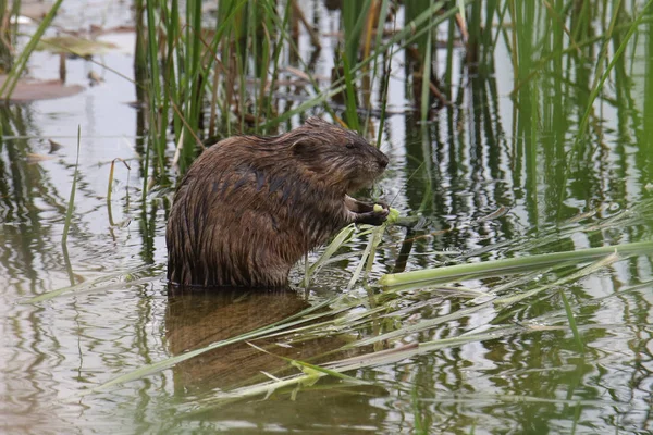 Мускрат Ondata Zibethicus Ест Тростник — стоковое фото