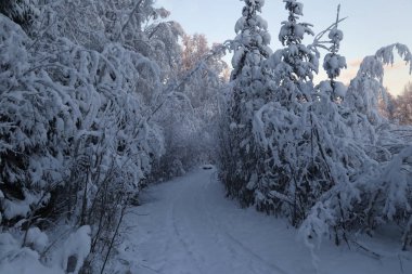 Wedgewood Vahşi Yaşam Sığınağı 'nda karlı patika, Fairbanks, Alaska