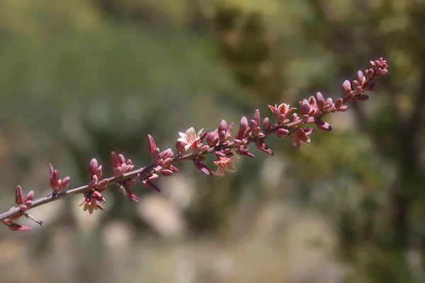 Singolo Ramo Una Yucca Rossa Con Fiori Sopra — Foto Stock