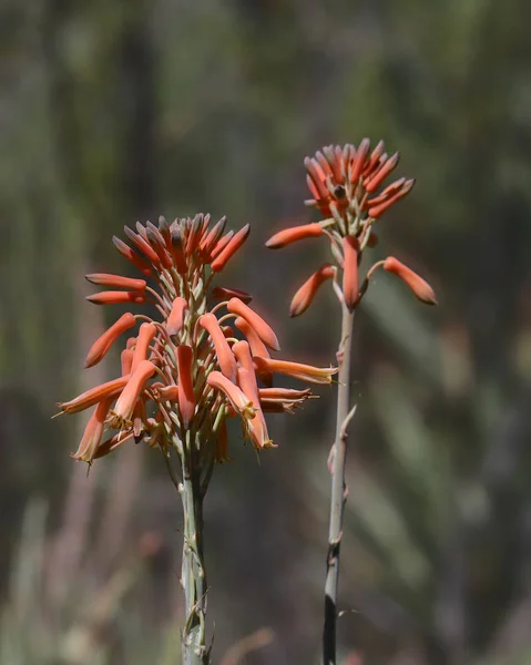 Turuncu Aloe Vera Çiçekleri Aloe Barbadensis — Stok fotoğraf