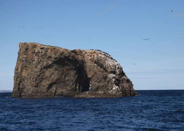 加利福尼亚州安纳卡帕岛拱形岩石海峡群岛国家公园鸟类悬崖 — 图库照片