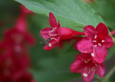 Kızıl Prens Weigela (yaprak döken çalı)