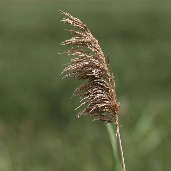 Eixo Phragmite Australis — Fotografia de Stock