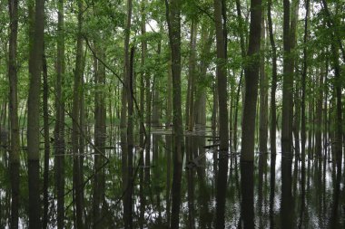 Ohio 'daki Maumee Körfezi Eyalet Parkı' nda sel basmış bir orman.