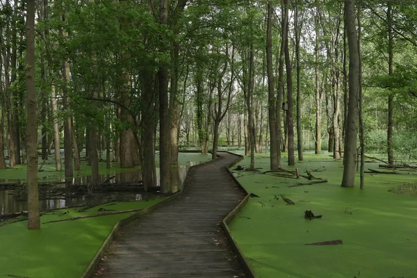 Ohio 'daki Maumee Körfezi Eyalet Parkı' nda sahil yolu.
