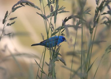 Indigo Bunting (erkek) (yolcu siyanesi))